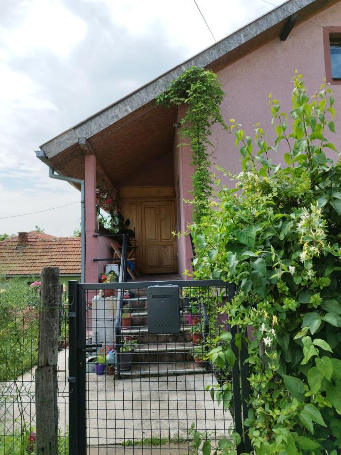 Stancic 019 Lägenhet Zaječar Exteriör bild